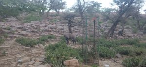 अरावली नहीं होगी तो न फिर पन्नाधाय होगी न कभी महाराणा प्रताप